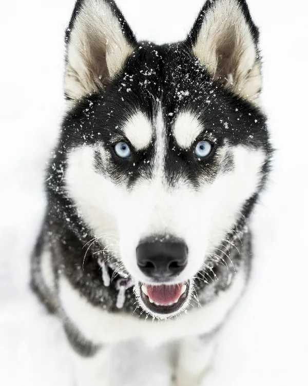 高清摄影 雪地里的蓝眼哈士奇