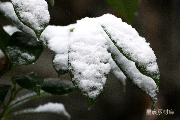 高清摄影 冬日雪景中的绿叶