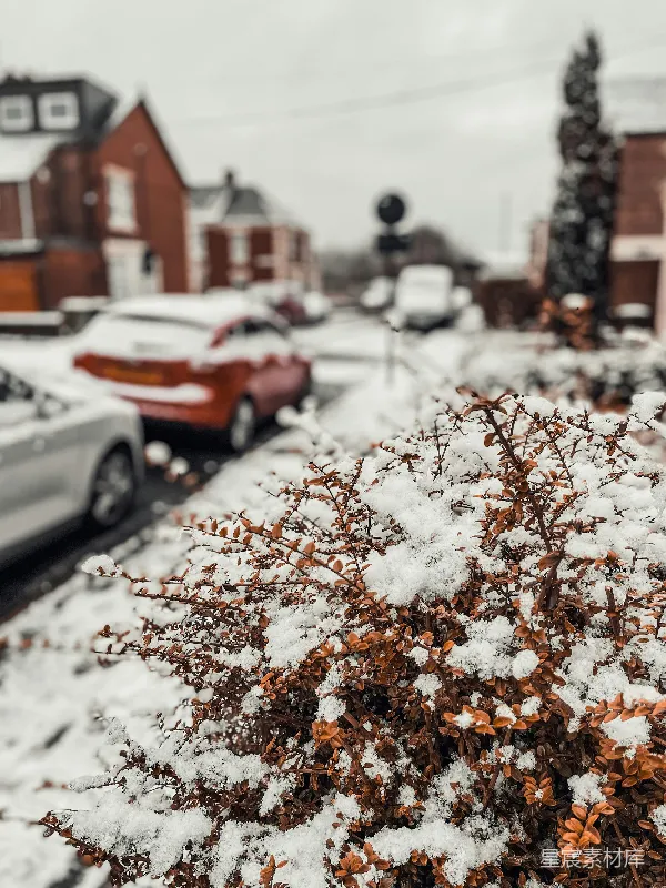 高清摄影 冬日雪景中的红花灌木