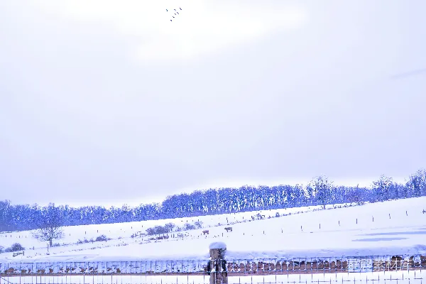 高清摄影 冬日雪景中的宁静牧场