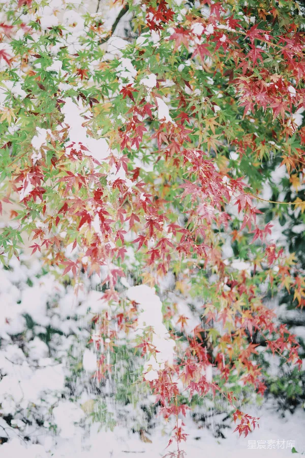 高清摄影 冬日枫叶雪景