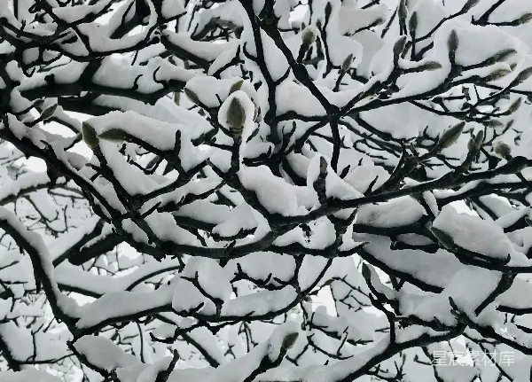 高清摄影 雪覆枝头的玉兰花蕾