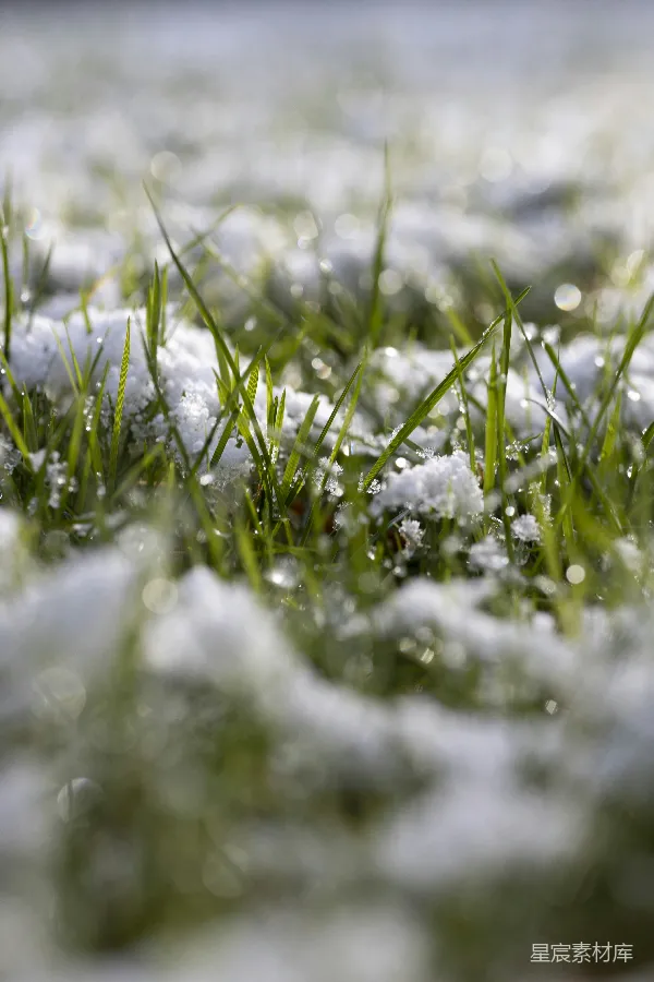 高清摄影 冬日绿草与雪的静谧之美