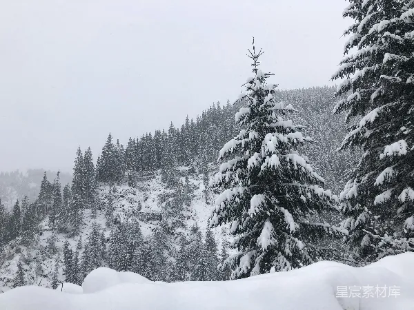 高清摄影 冬日雪景中的松树林