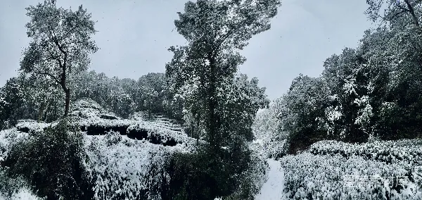 高清摄影 雪后的茶园