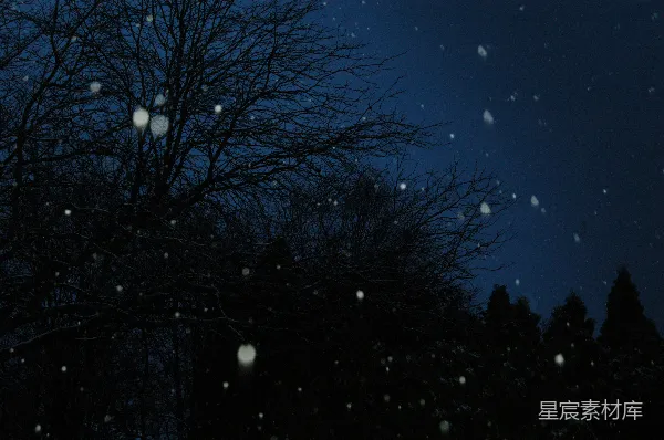 高清摄影 冬夜飘雪的树影