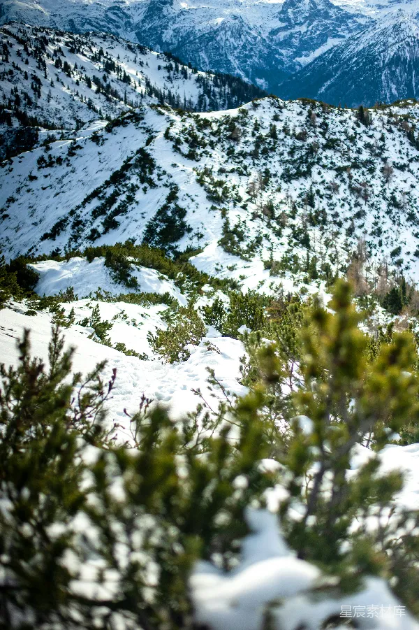 高清摄影 雪覆盖的山脉与松树林