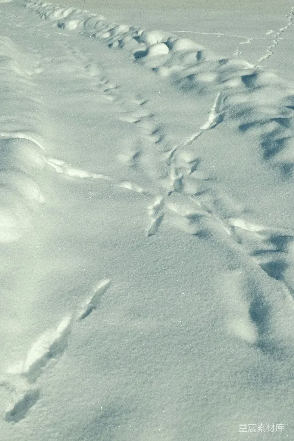 高清摄影 雪地上的动物足迹