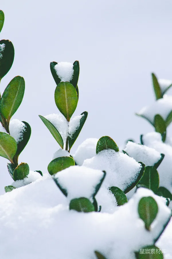 高清摄影 冬日绿叶与积雪