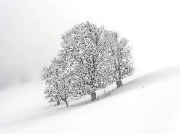 高清摄影 冬日里的雪树