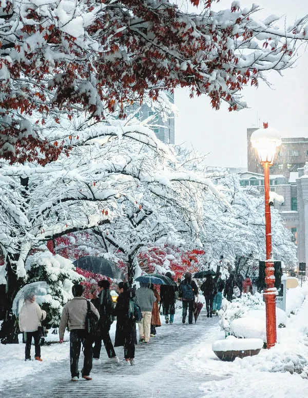 高清摄影 雪中的红叶小径