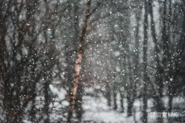 高清摄影 冬日雪花飘舞