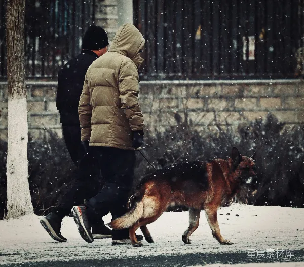高清摄影 雪中漫步的德国牧羊犬