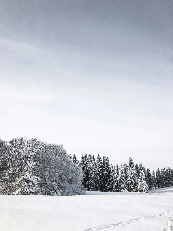 高清摄影 冬日雪景中的松林