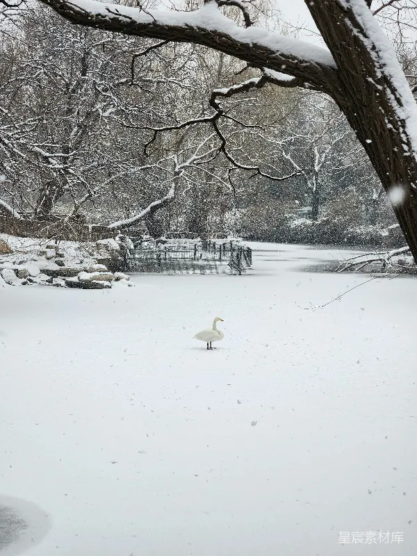 高清摄影 雪中天鹅独行