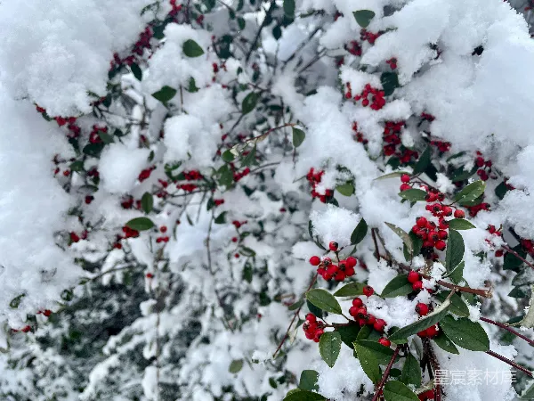 高清摄影 冬日雪景中的红果子