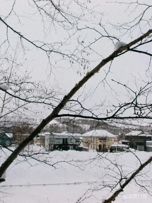 高清摄影 冬日雪景中的树枝与房屋
