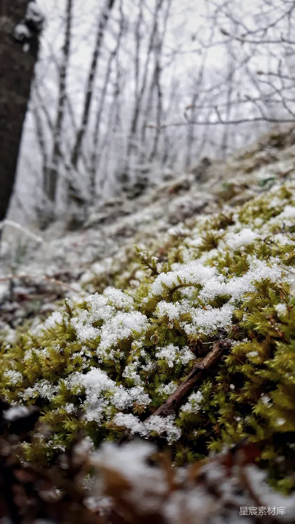 高清摄影 雪覆苔藓的宁静冬日