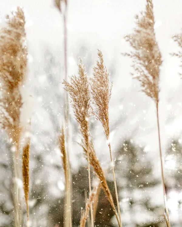 高清摄影 冬日雪景中的干草