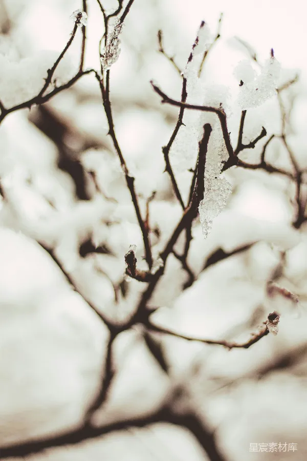 高清摄影 冬日树梢的冰霜