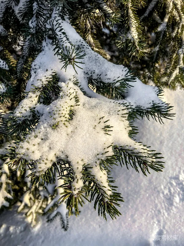 高清摄影 冬日松枝上的雪花星星
