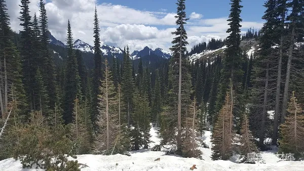 高清摄影 雪山松林间的宁静