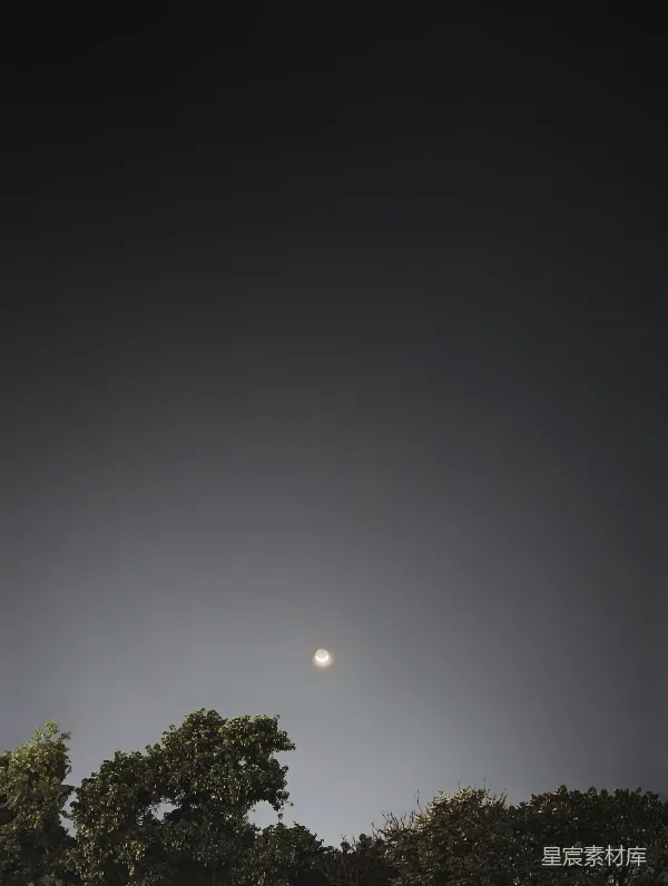 高清摄影 朦胧月夜下的树梢剪影
