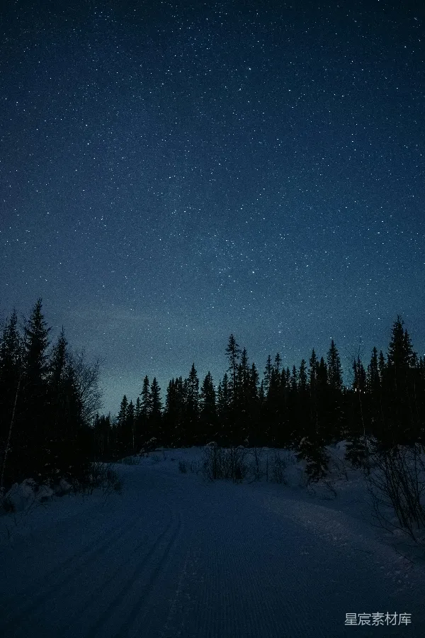 高清摄影 雪夜星河下的寂静森林