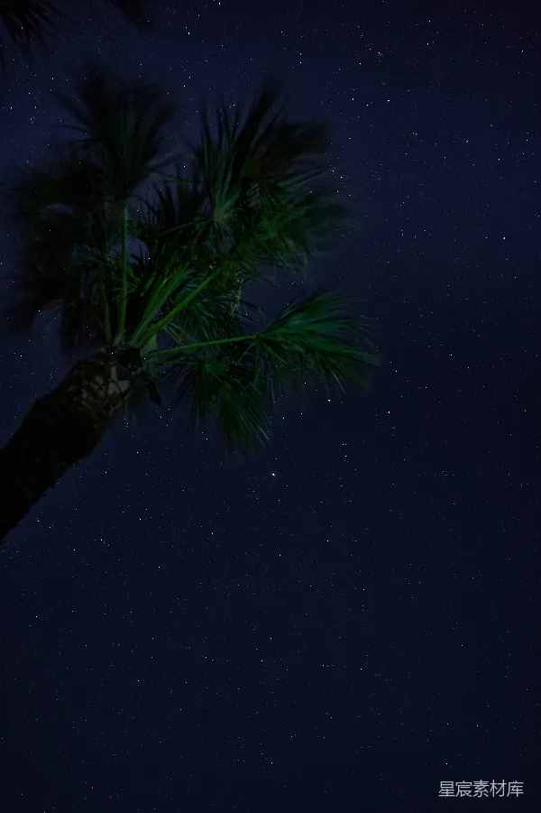 高清摄影 夜空下的棕榈树
