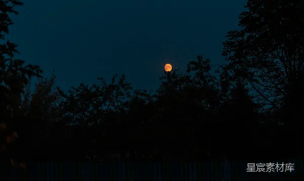 高清摄影 夜空下的满月与树影