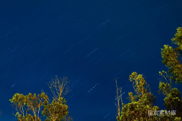高清摄影 夜空星轨与树梢