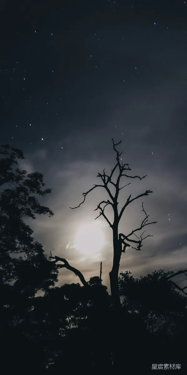 高清摄影 月夜下的枯树