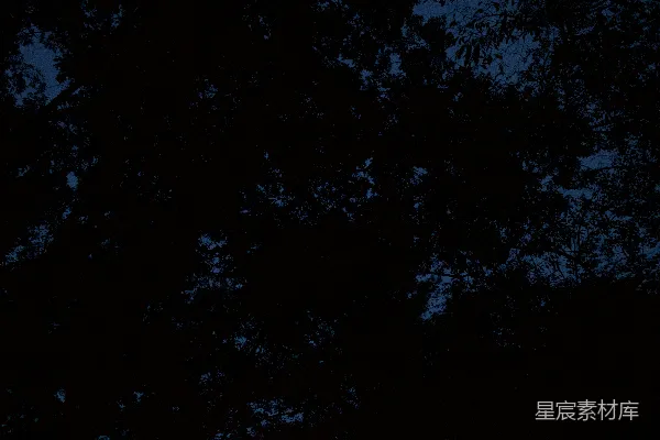 高清摄影 夜幕下的树梢