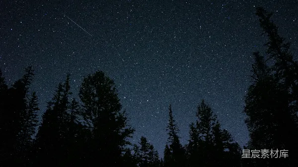 高清摄影 夜空下的流星与松林