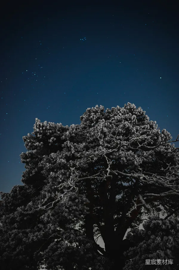 高清摄影 雪夜松树下的星空