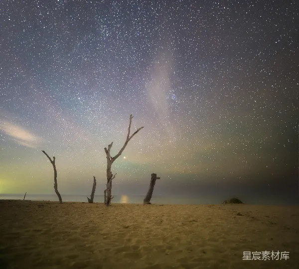 高清摄影 夜空下的枯木