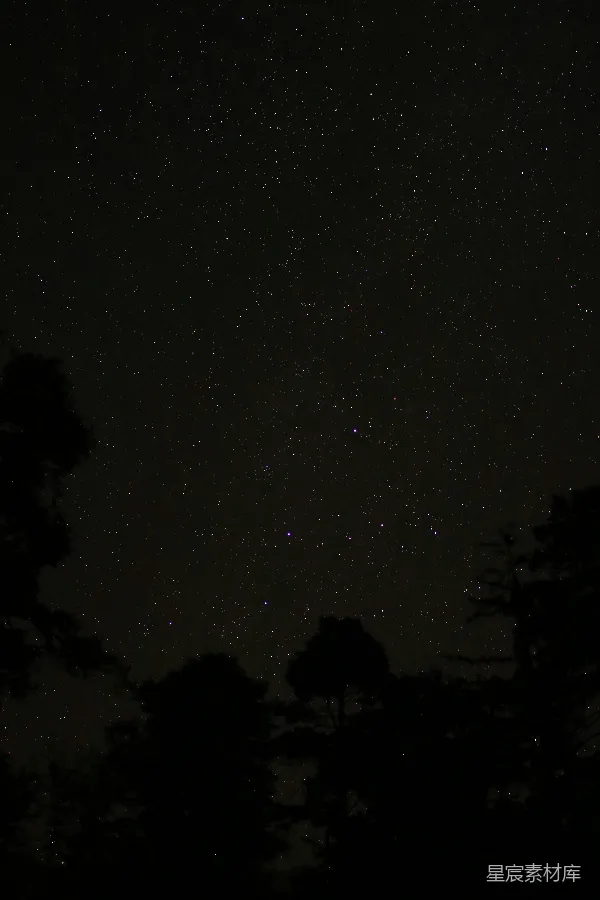 高清摄影 夜空下的树梢与繁星