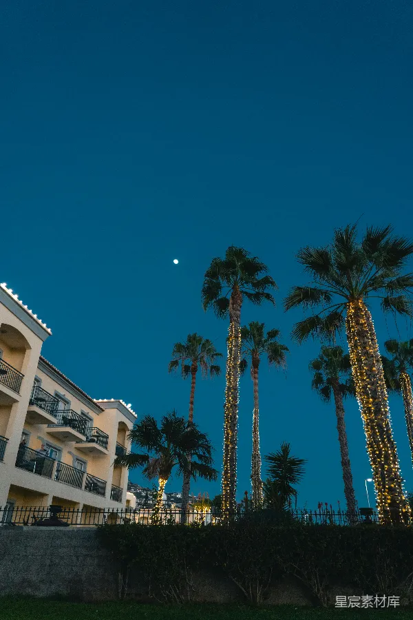 高清摄影 夜晚的棕榈树与满月