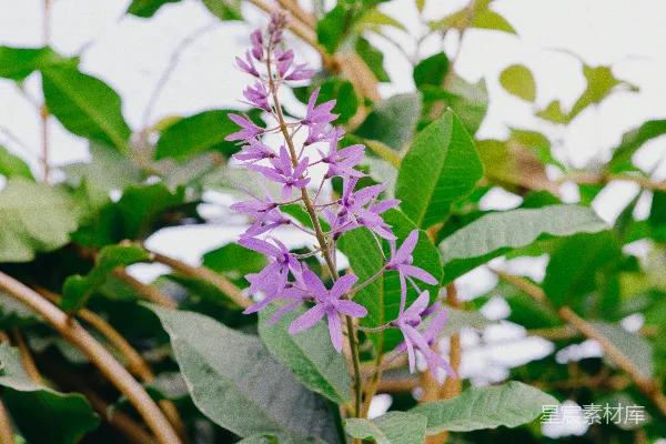 高清摄影 紫色花丛中的宁静