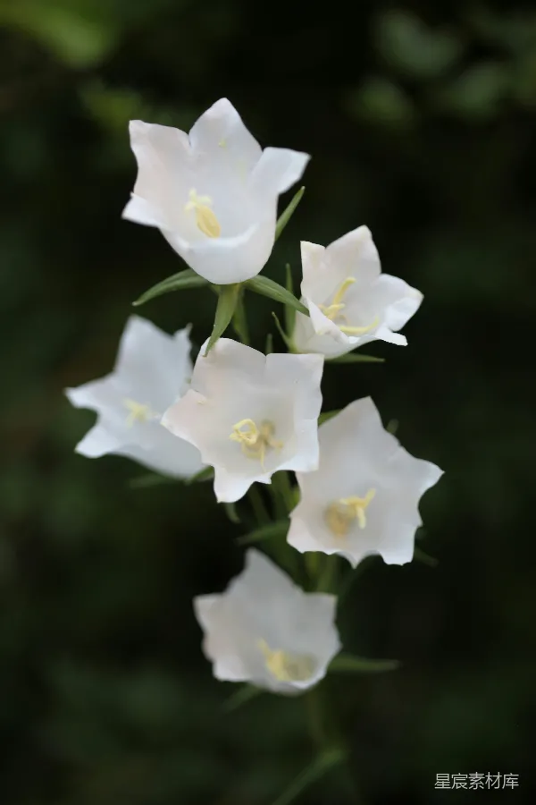 高清摄影 白色风铃花