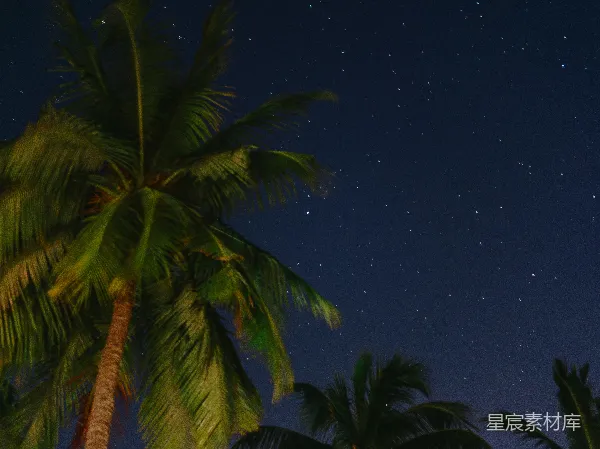 高清摄影 椰子树下的星空