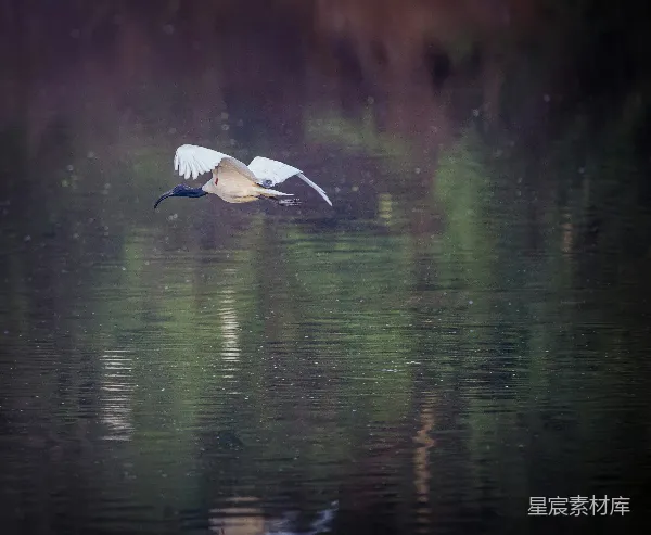 高清摄影 白天白鸟在湖上飞翔