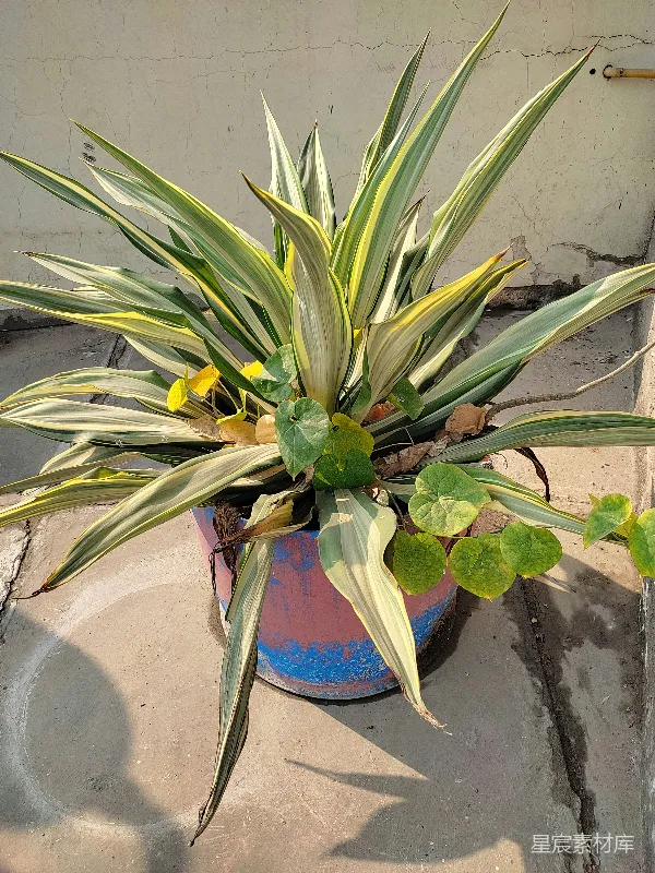 高清摄影 斑驳叶植物盆栽