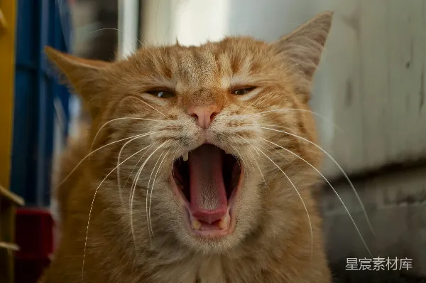 高清摄影 慵懒的猫咪打哈欠