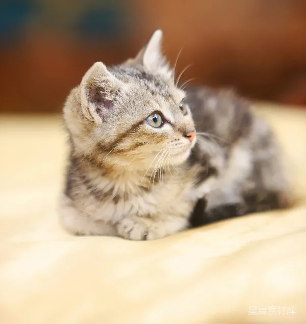 高清摄影 萌宠小猫的温馨时刻