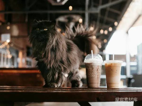 高清摄影 猫咪与冰咖啡
