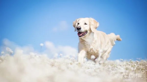 元素素材 阳光下的金毛寻回犬