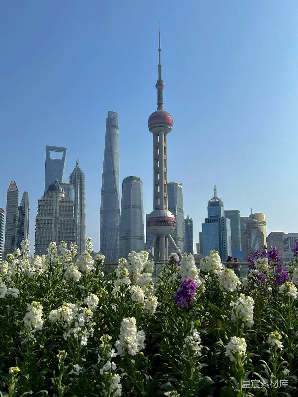 高清摄影 上海陆家嘴天际线与鲜花