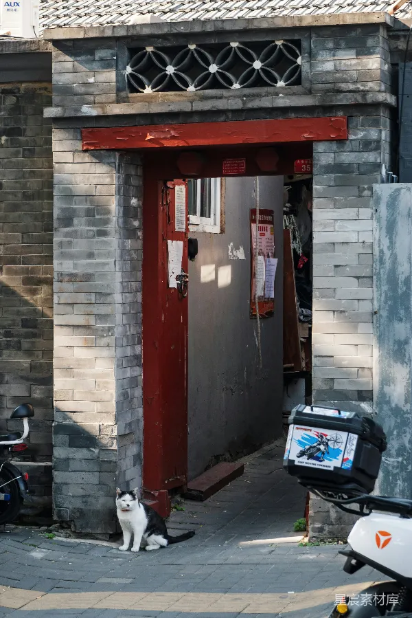 高清摄影 老北京胡同里的猫