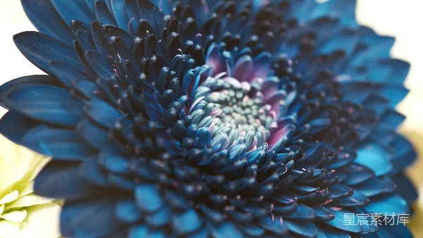 高清摄影 蓝色渐变的菊花特写
